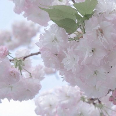 原创Furry角色设计兽圈群